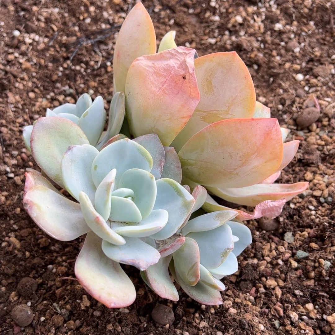 简**生多肉植物，多肉植物