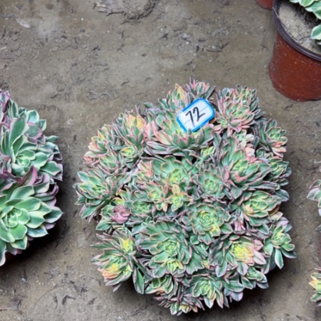 【闪购商品】多肉植物甜茶72