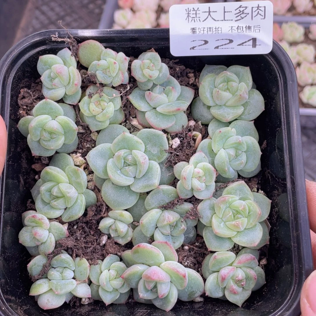 糕大上多肉植物224