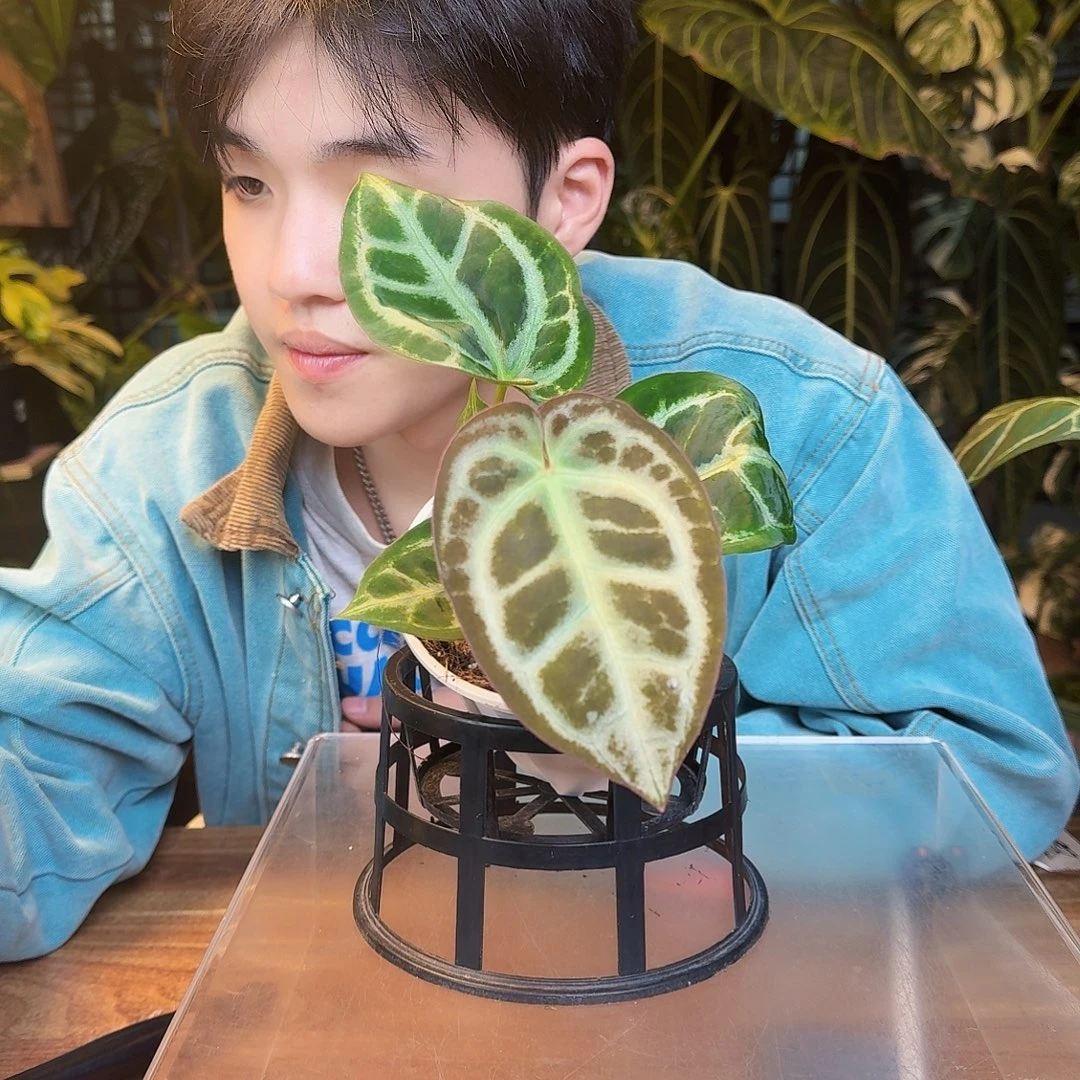 完全开放X172印尼粗脉水晶杂skg银