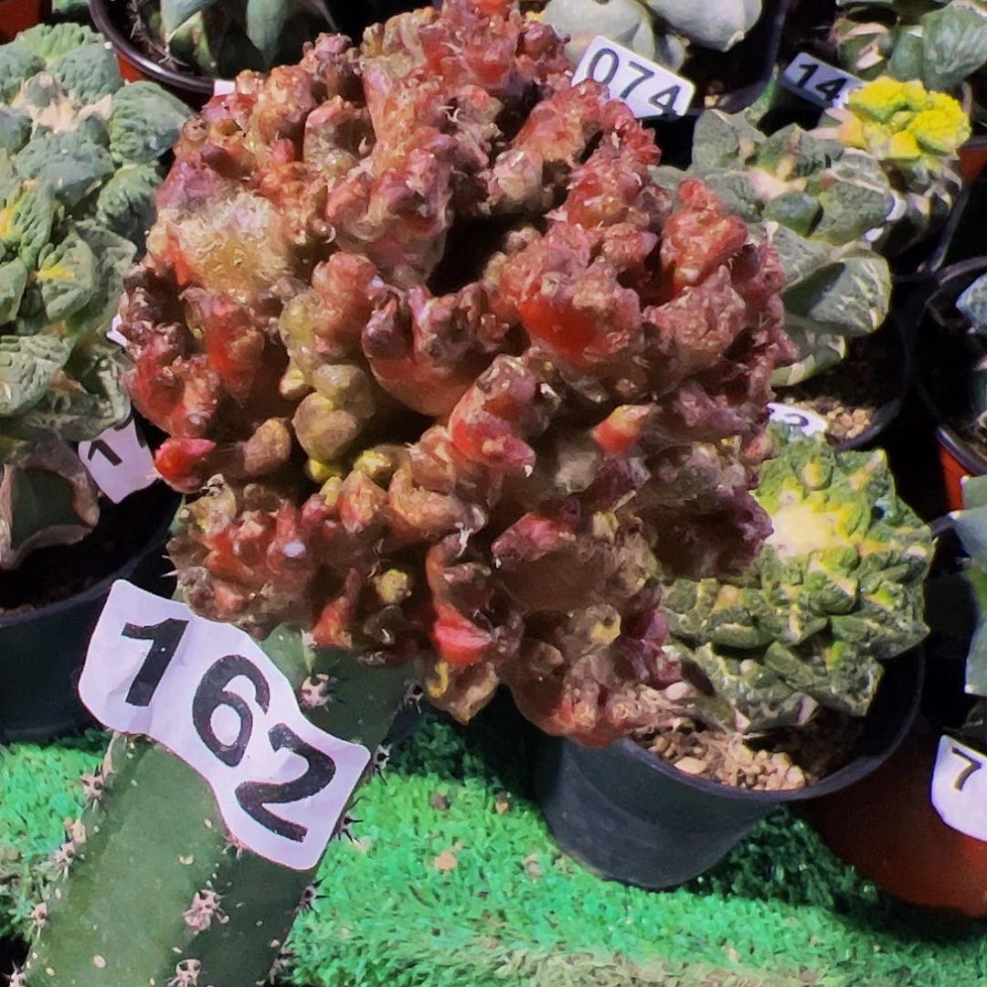 无花朵福利牡丹石化群162