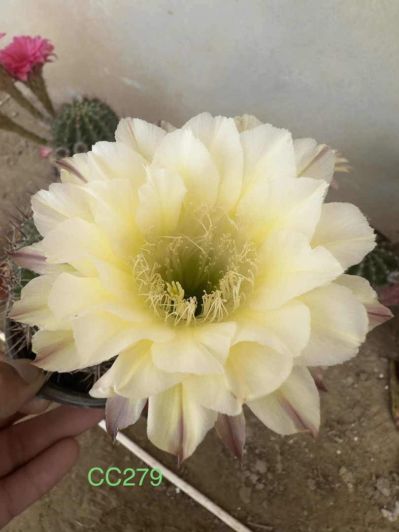 彩草无根侧芽歪CC279