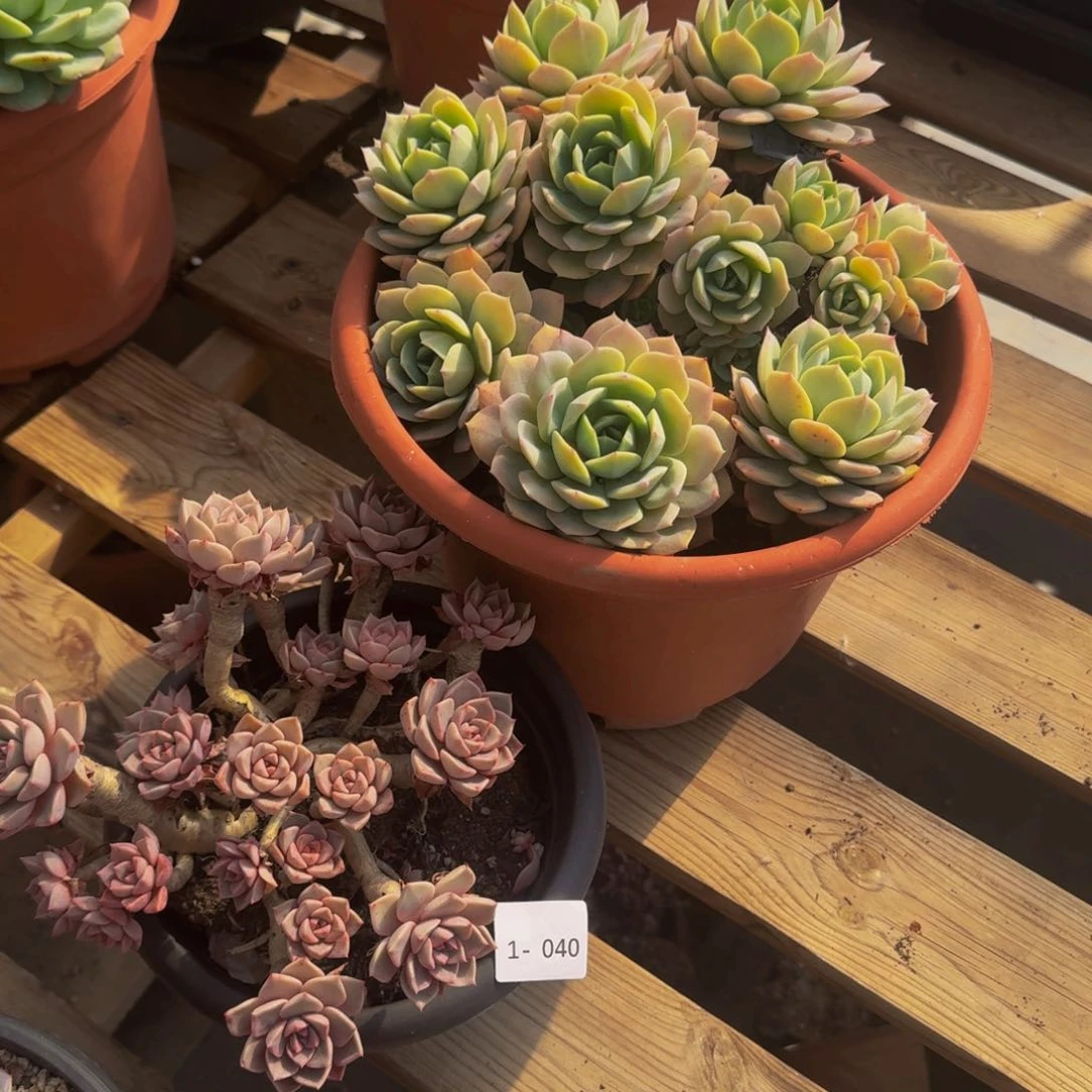 雅*1-040红粉恋曲两颗福利价不包损