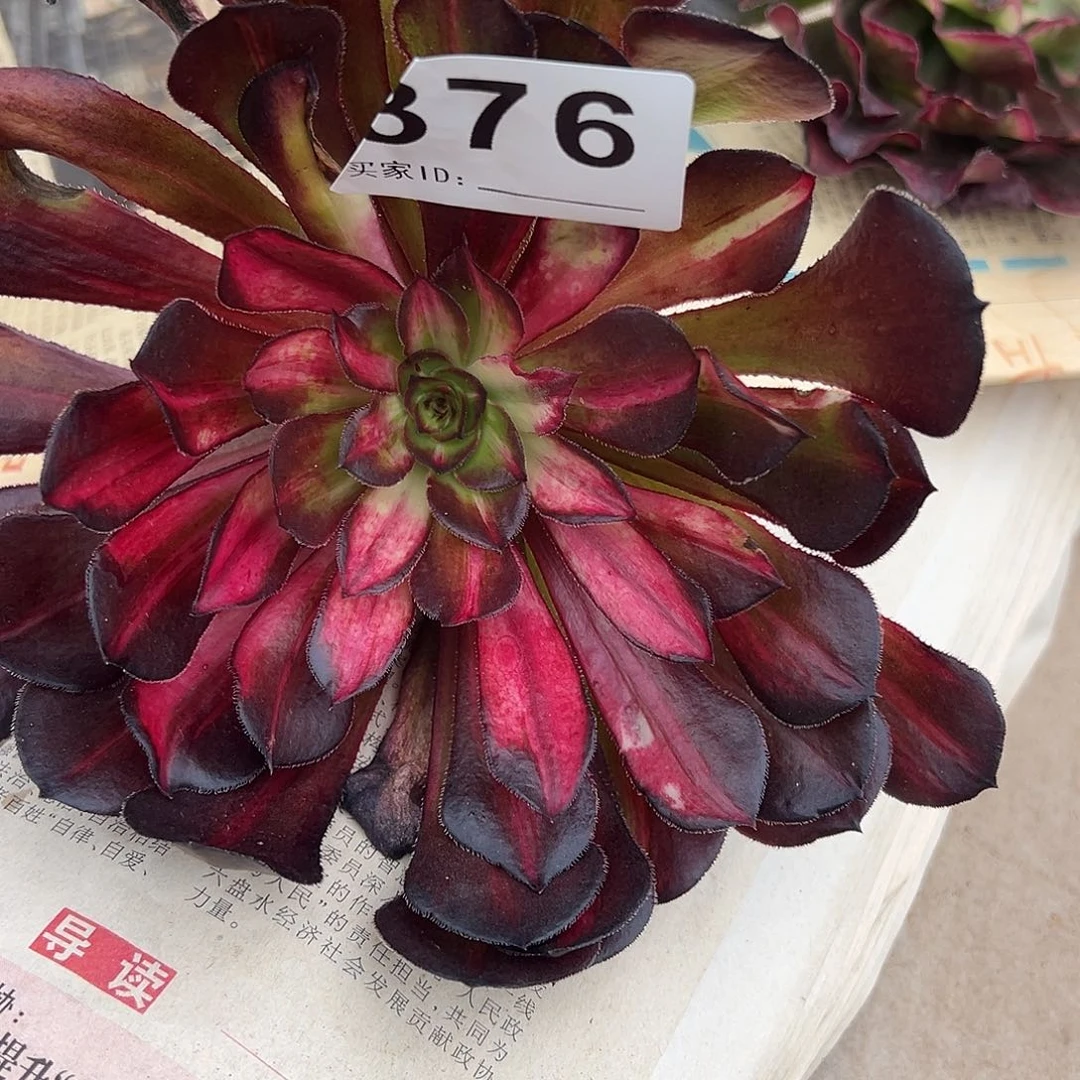 阿***餐精品多肉植物376极光