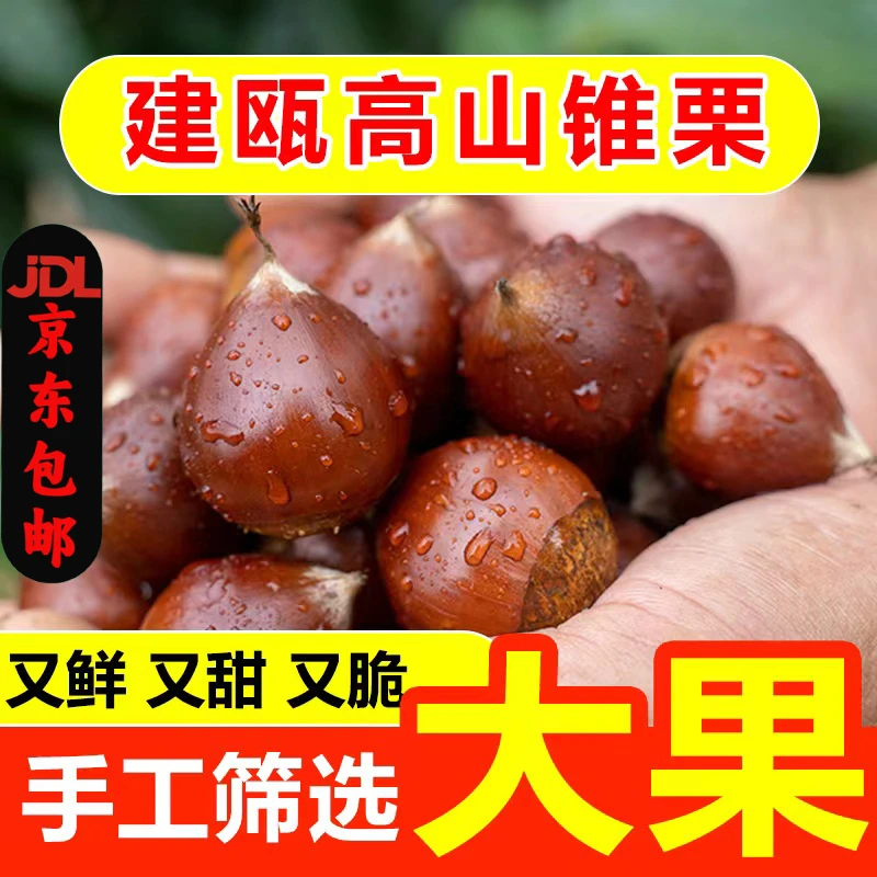 2025福建建瓯锥栗生新鲜圆板栗高山油栗子农家现摘现发糖炒板栗