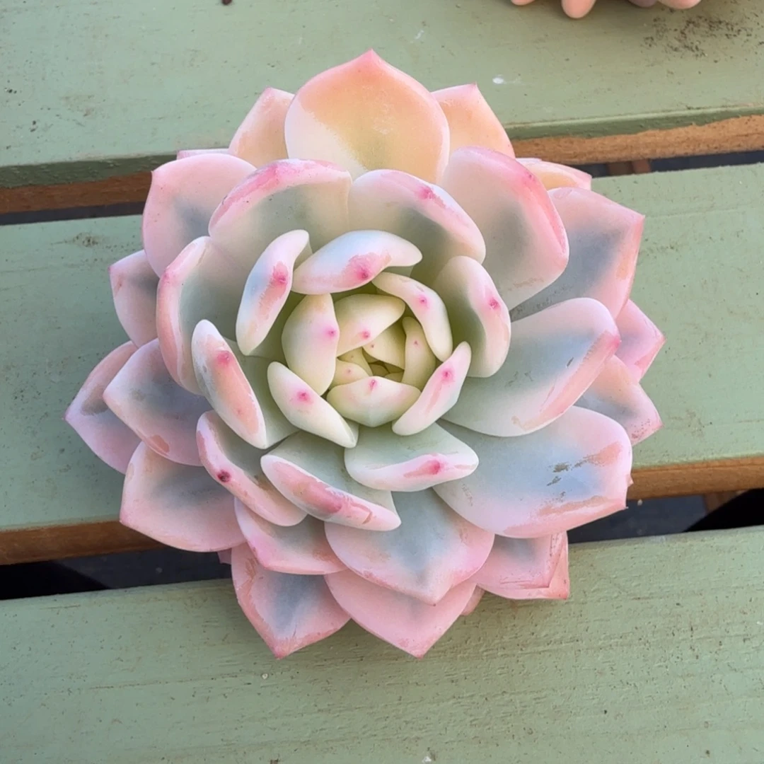 梦露宽锦锦上园艺一物一拍