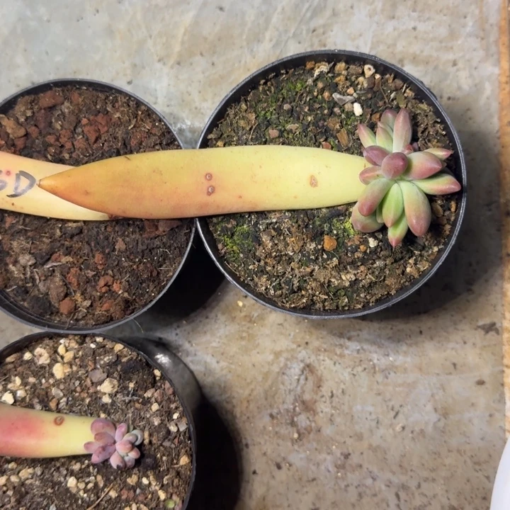 克里斯朵 叶插  一物一拍