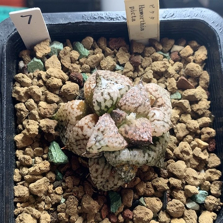 日系白银一物一拍