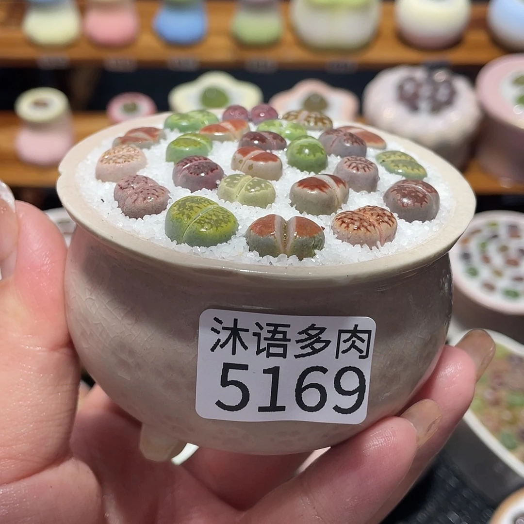 带盆土植物 一物一拍5169