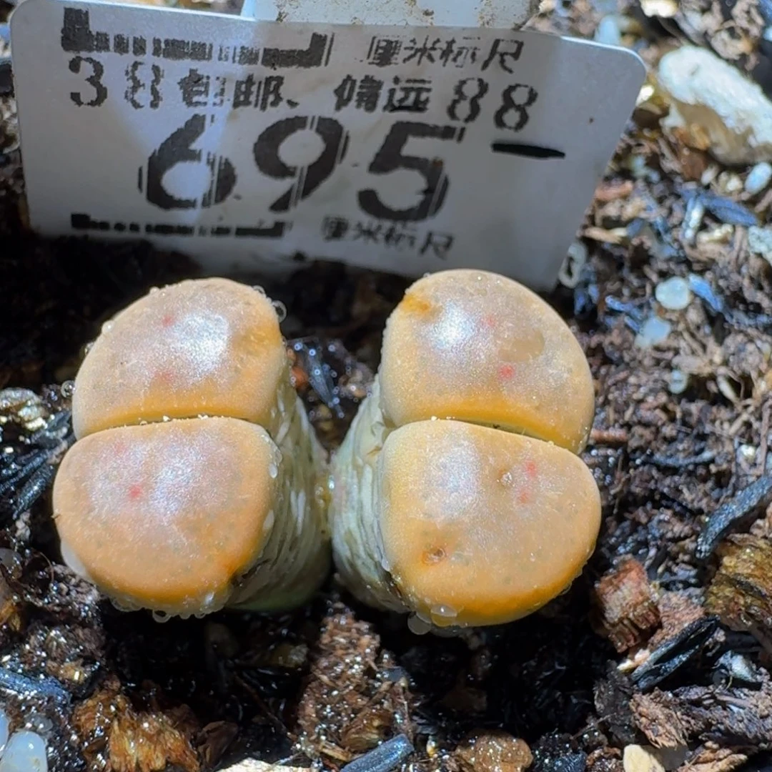 Sssss精品生石花695