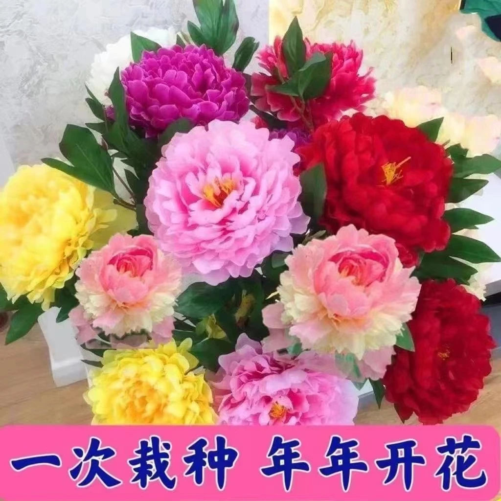 重瓣芍药庭院花卉四季芍药根块花卉大全花客厅摆放花苗种牡丹花苗