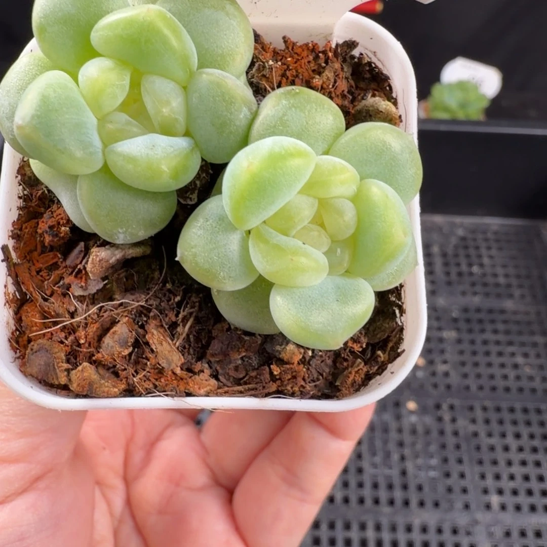 甜心双头214号一颗