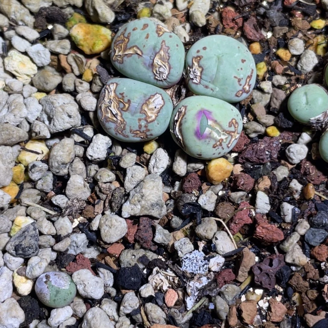 果***鸭嘴兽植物一物一拍