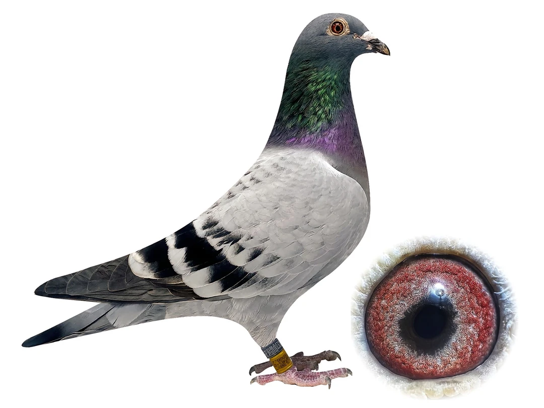 精选3只清棚鸽子参赛鸽天落鸟挑选