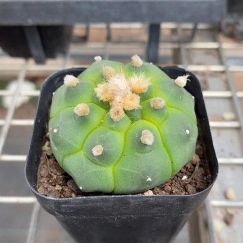 实生龟甲兜4仙人球