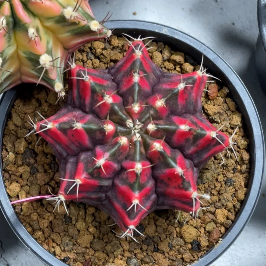 当前无花朵，栽培后可花朵黑红规律V纹锦