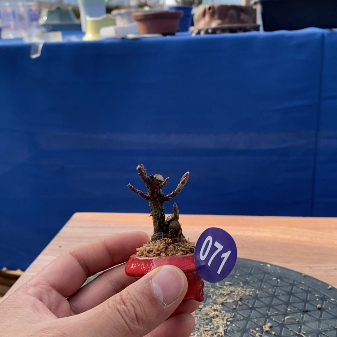 红陶浪*?红红火火过大年071