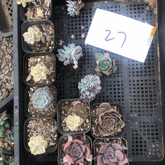 27号商品！都有点小，但是便宜