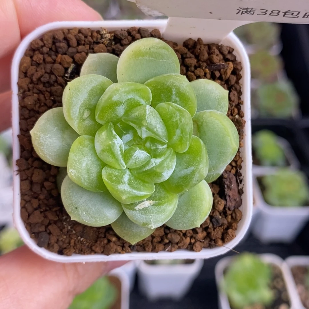 隐藏财富单头微瑕福利63号