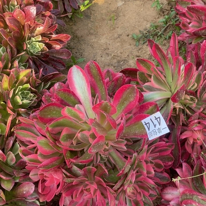 414粉女巫手捧4号