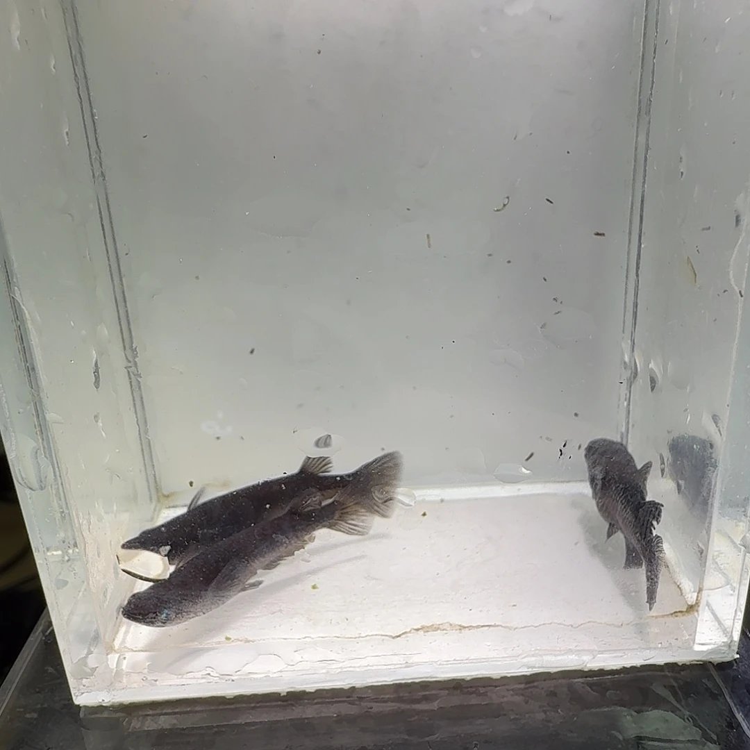青鳉鱼一物一拍081