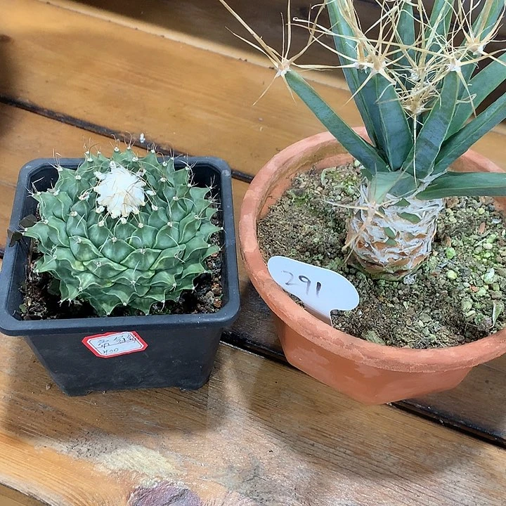 帝冠锦+光山66666666666