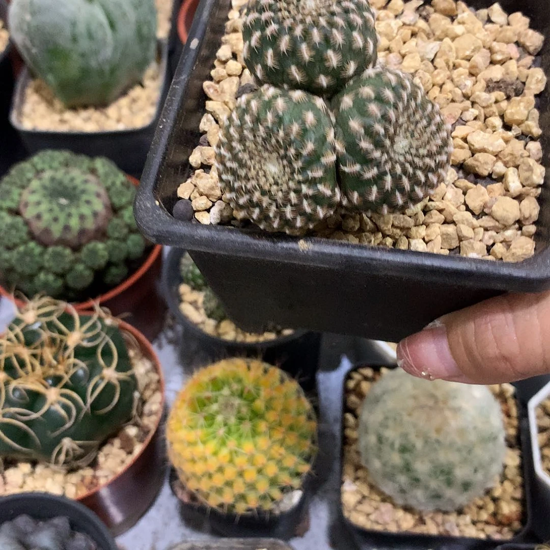 当前无花栽培后可以开花实生根三头黄环丸