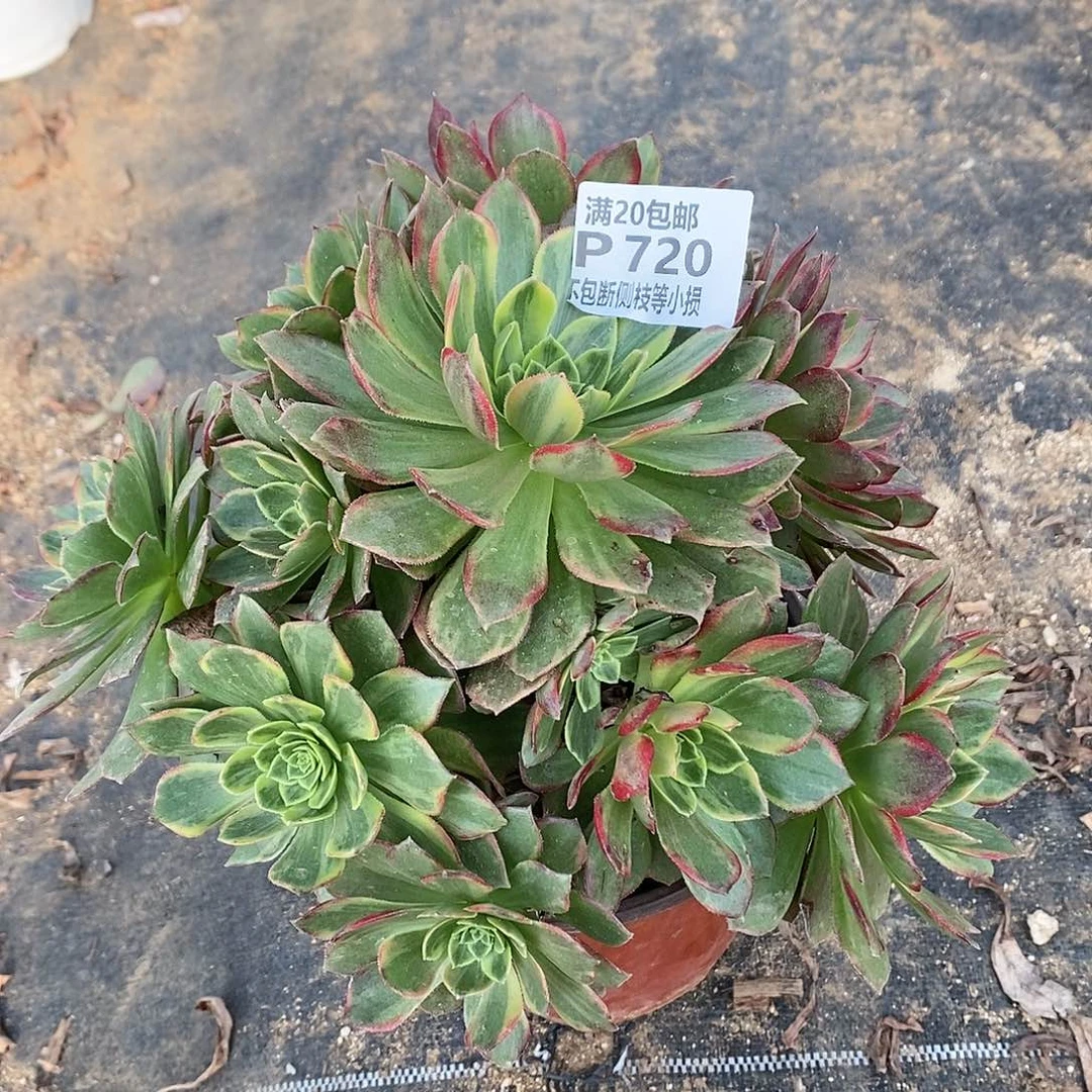 720黄金万两多肉法师锦