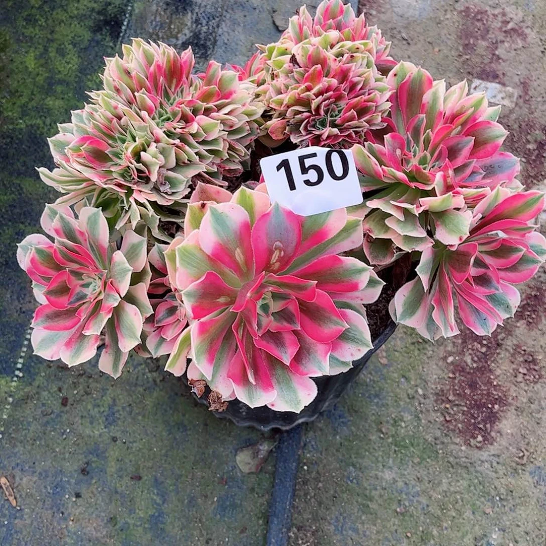 无花朵多肉植物150