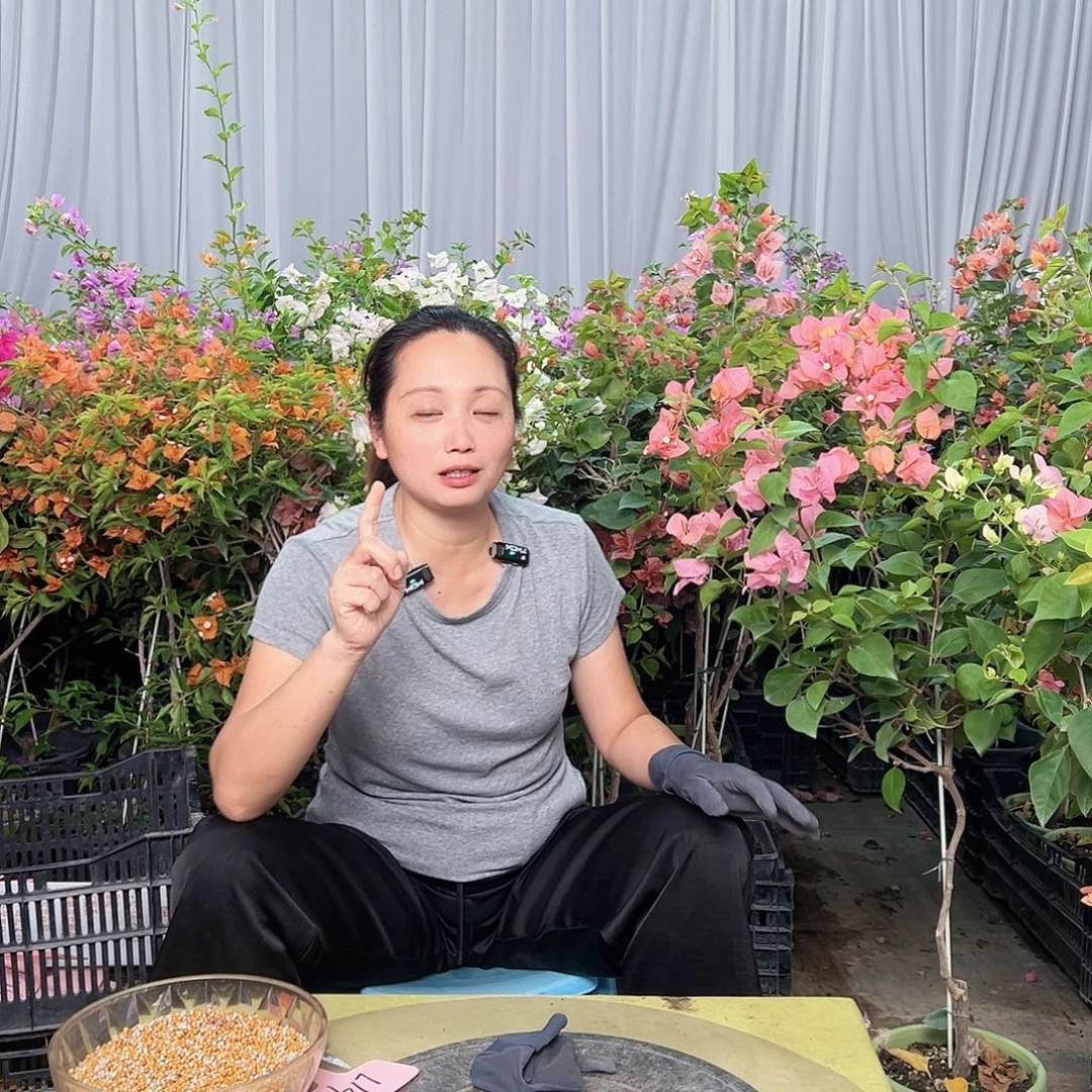 当前无花栽培后可以开花原生棒棒糖一颗39.9，随机发