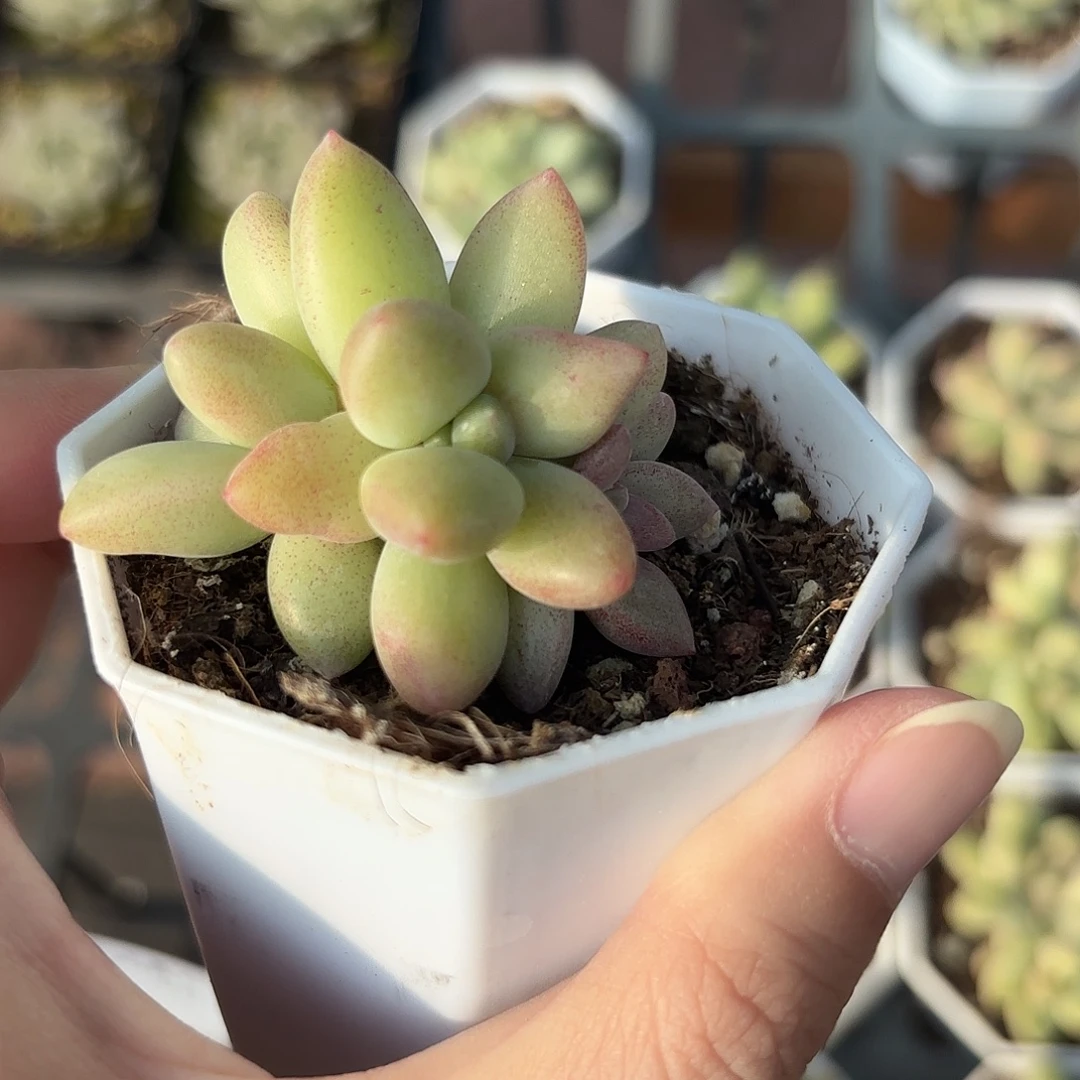 精品橙色奇迹多肉植物