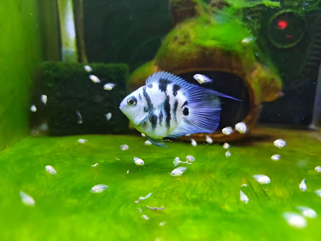 白金宝蓝胭脂粉7-9cm圆体（无开箱视频无售后）