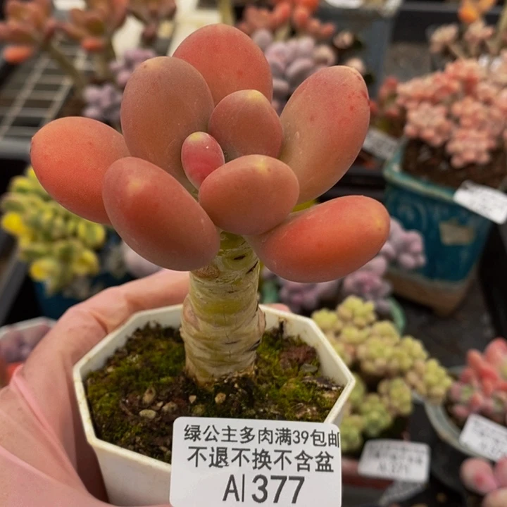 金蝉单头377多肉植物