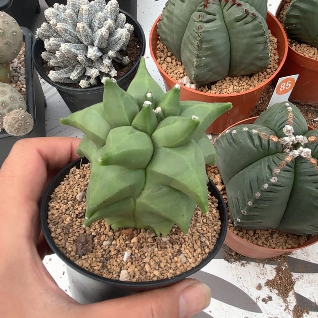 134实生角you鸾凤玉带盆带土