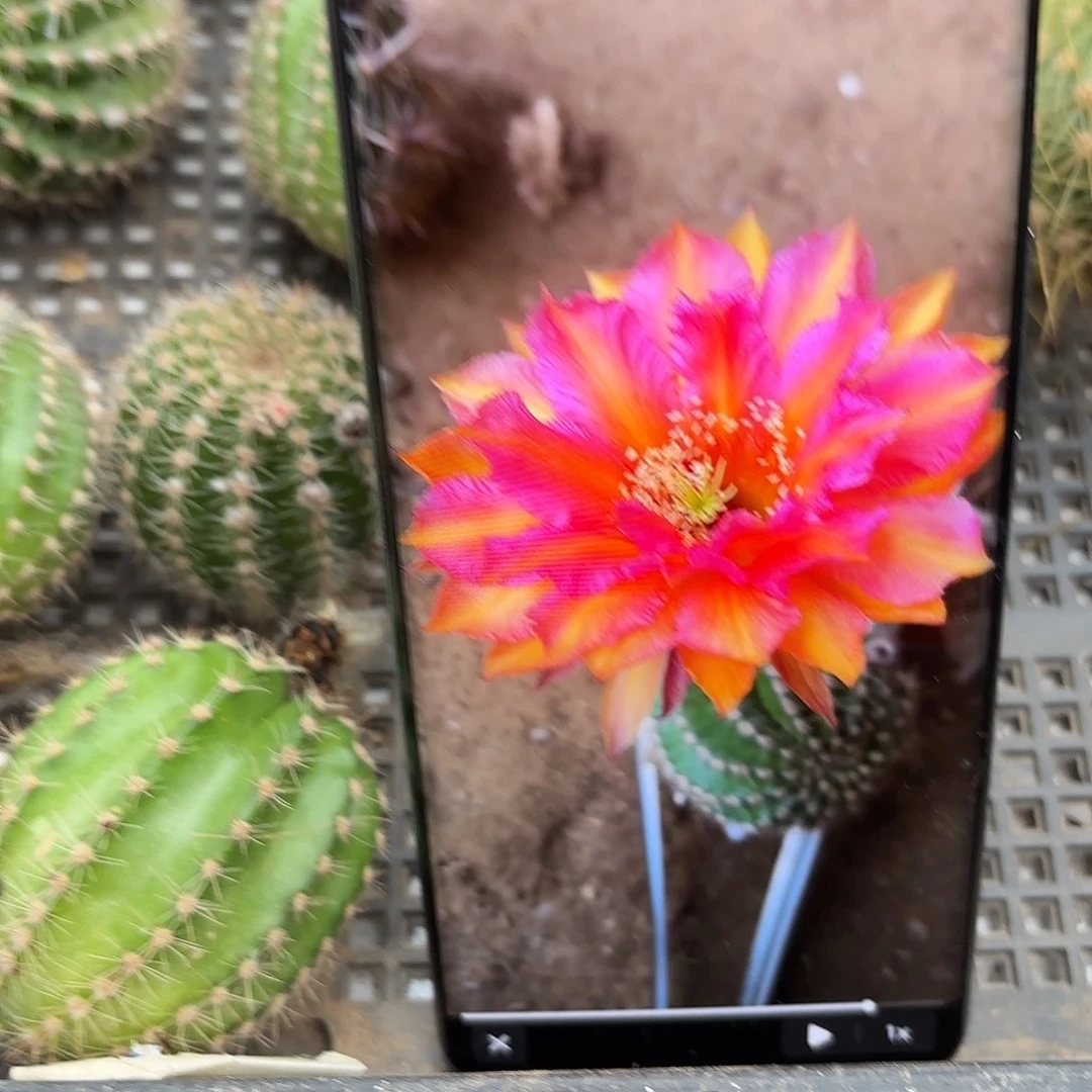 彩虹堂无根侧牙20包邮