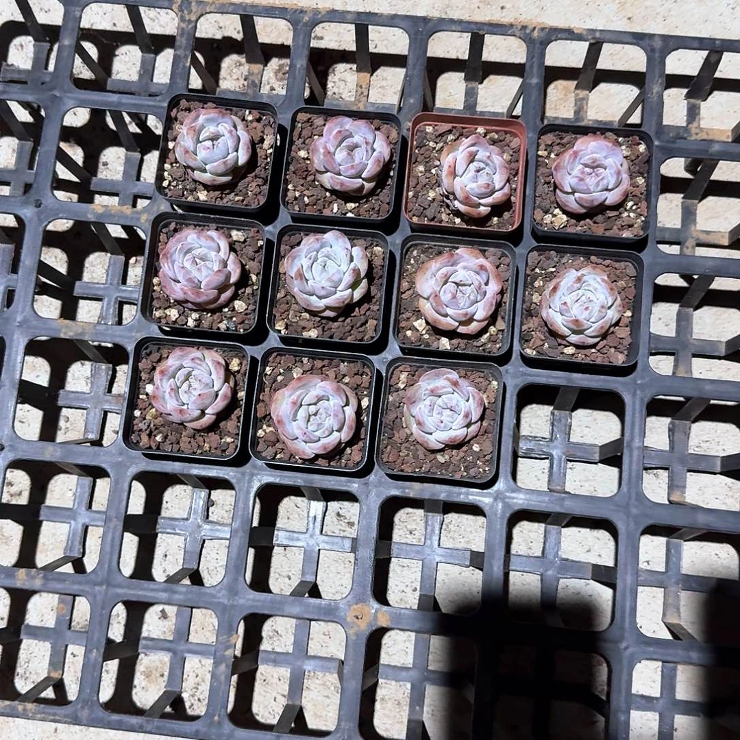 王楠一物一拍专拍