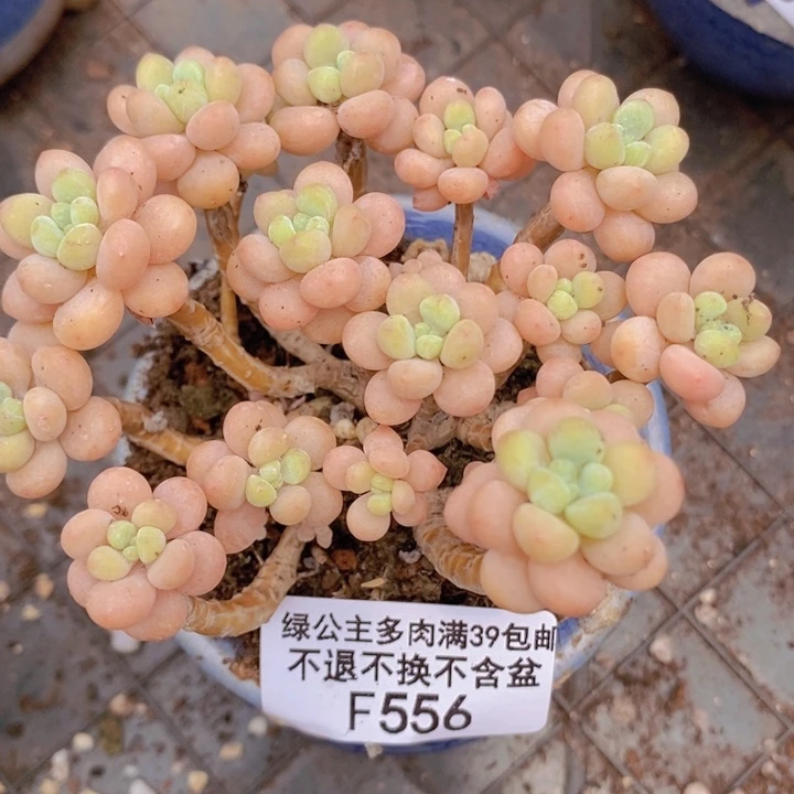 花朵鱼子酱老桩556多肉植物