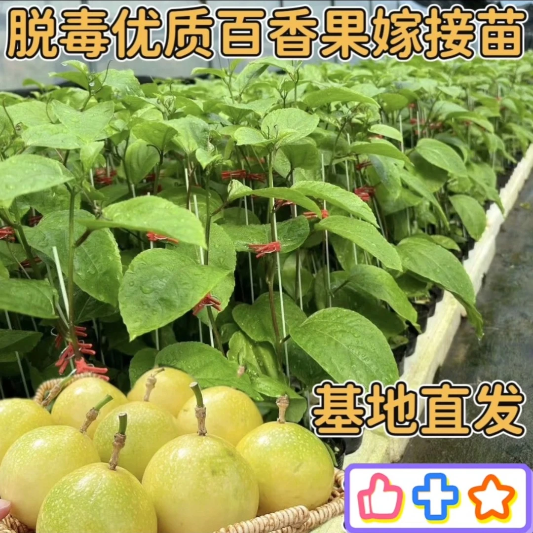 黄金9号百香果嫁接苗四季结果庭院阳台盆栽种植