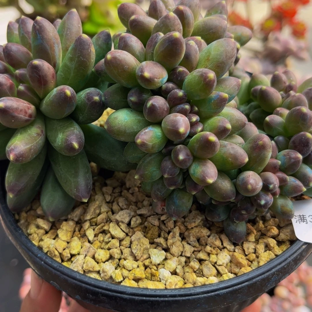 464/10cm香蕉树缀多肉