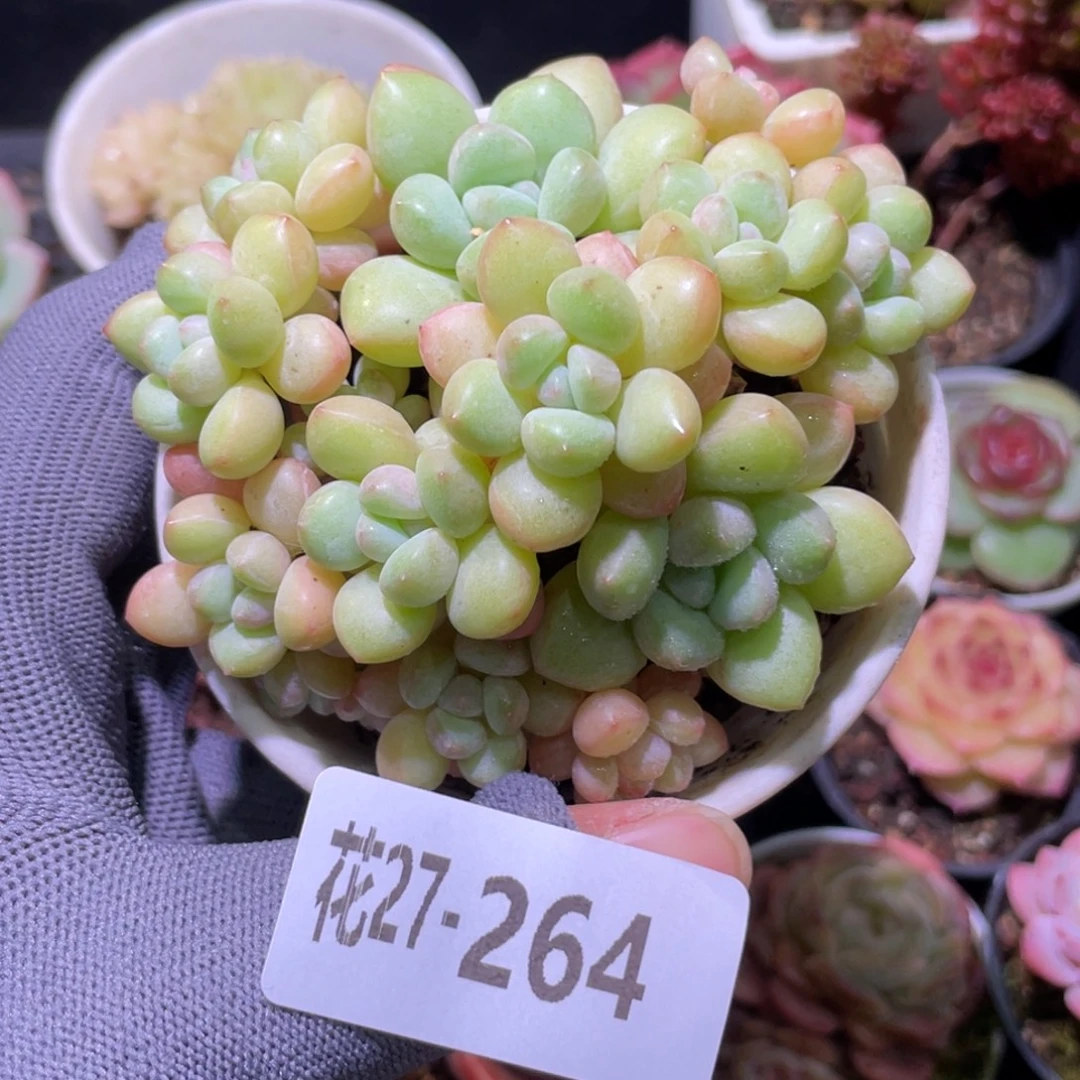 花利美27-264泡泡糖