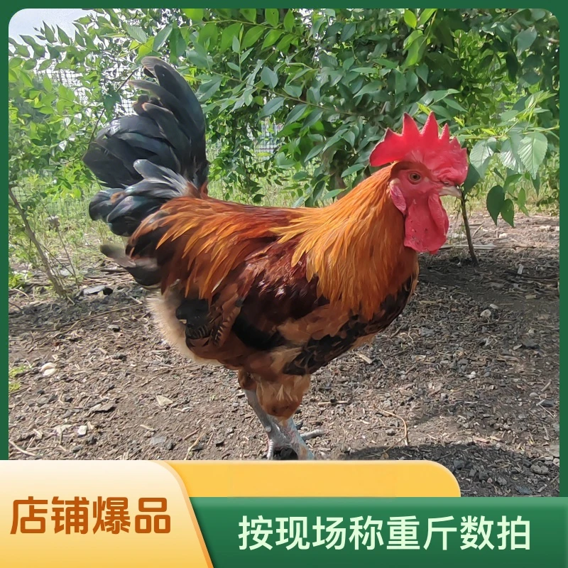 正宗东北散养大公鸡 现抓现宰 带内脏 按现场称重斤数拍 改价链接