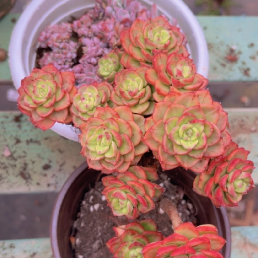 【闪购商品】蒂亚锦1692