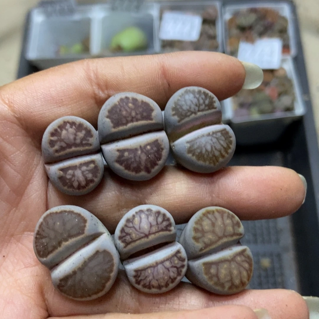 7777特价菊6颗有疤