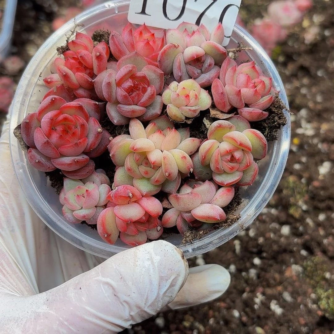 多肉植物多肉植物1070