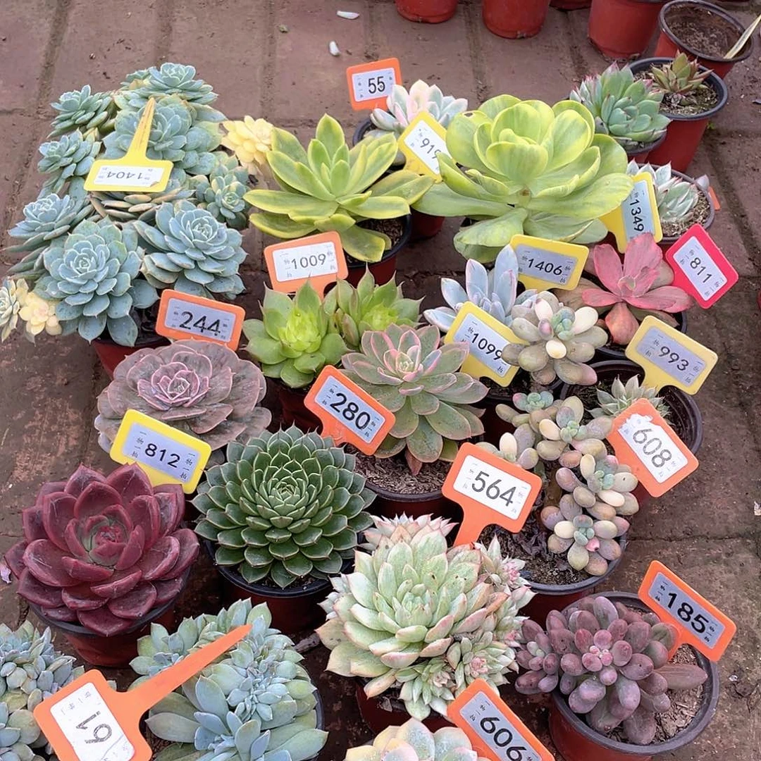 安***之61三个一组多肉植物