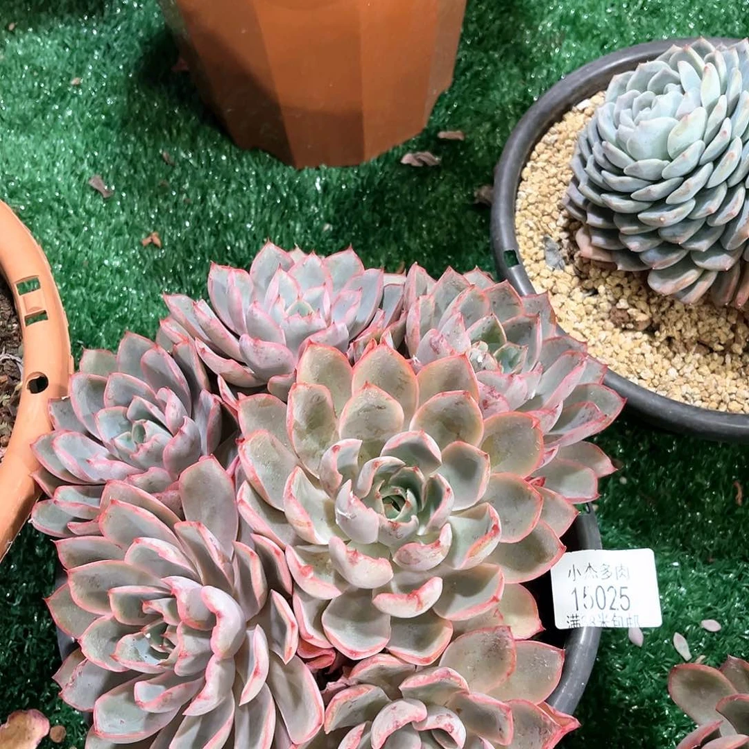 小杰，鹤拉女王15025