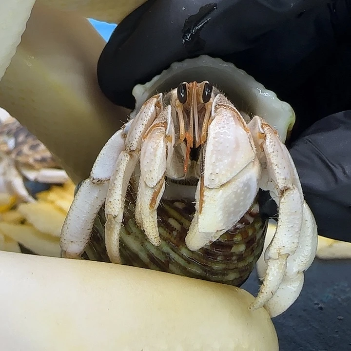 A9灰白1.6cm口径灰白