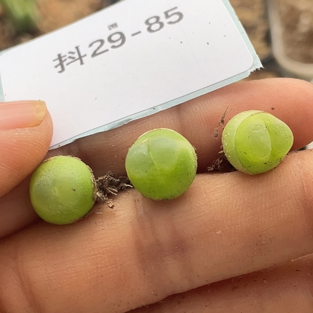 小***了29-85肉锥多肉植物