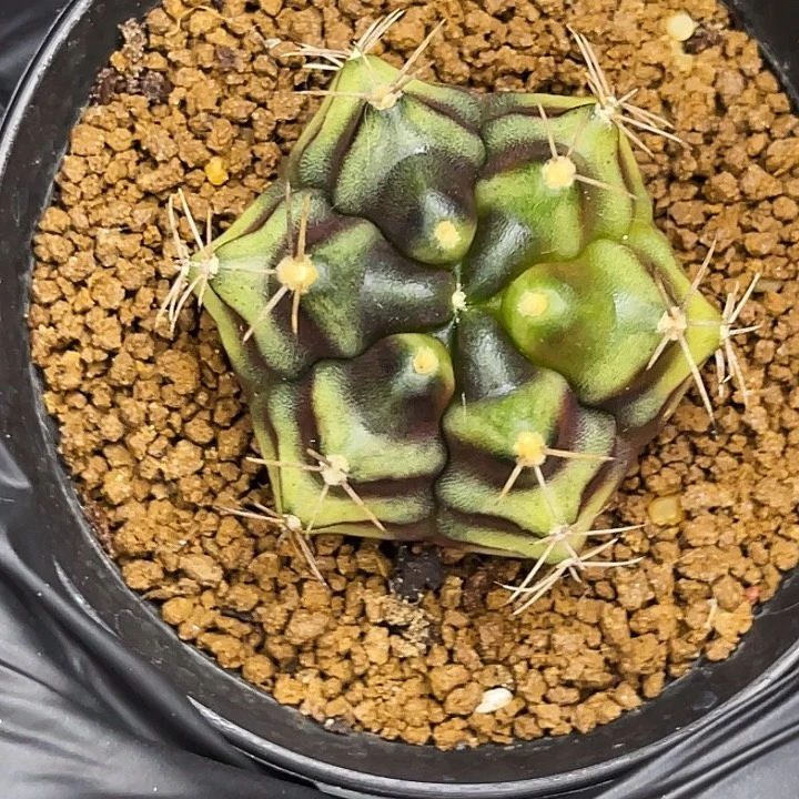 六棱实生 刺花。