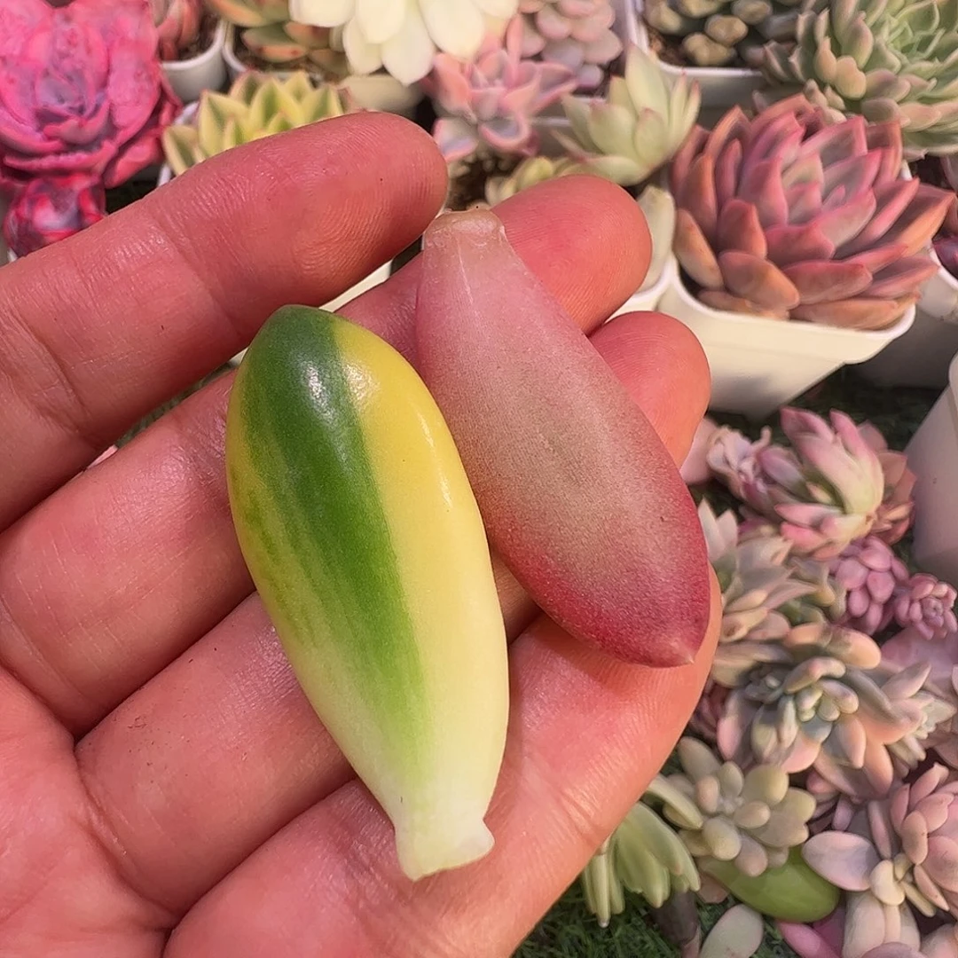 *****多肉植物多肉植物